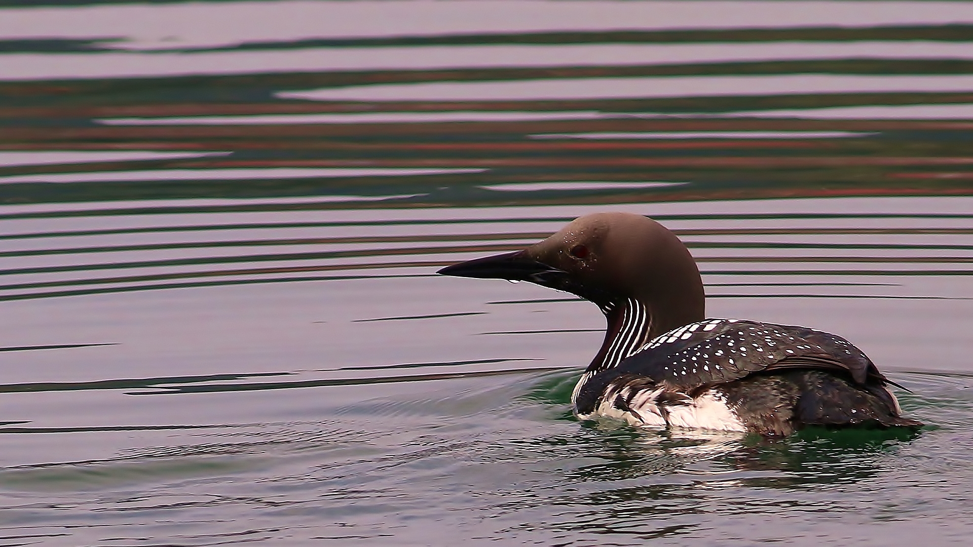 Arctic Loon